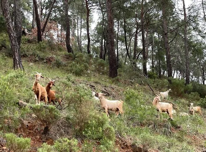 Alojamento de Acomodação e Pequeno-almoço Inlice Uenzile Inlice Kamp