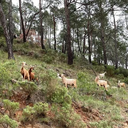 Oda ve Kahvaltı Inlice Uenzile Inlice Kamp